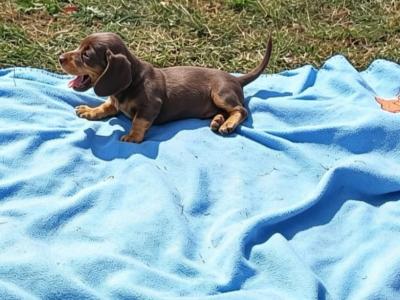 Miniature Dachshund