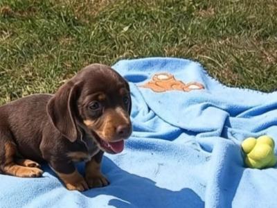 Miniature Dachshund