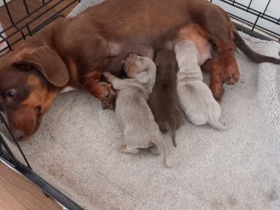 Miniature Dachshund