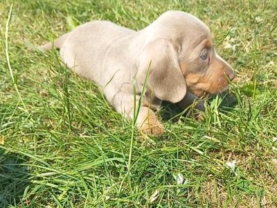 Miniature Dachshund