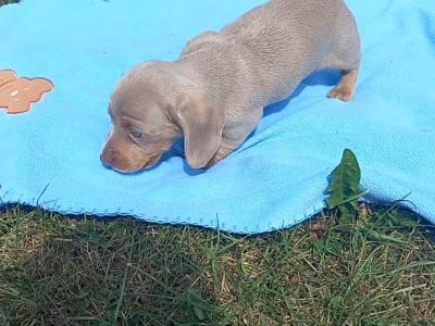 Miniature Dachshund
