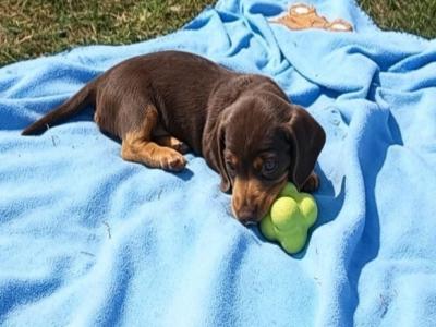 Miniature Dachshund