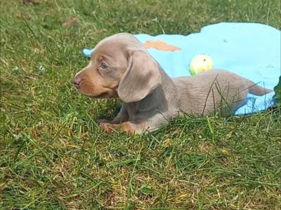 Miniature Dachshund