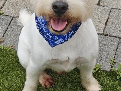 Extremely horny West Highland Terrier puppy, looking for love.