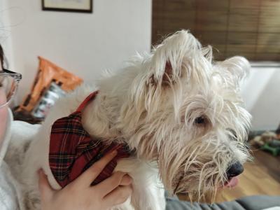 Extremely horny West Highland Terrier puppy, looking for love.
