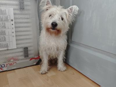 Extremely horny West Highland Terrier puppy, looking for love.