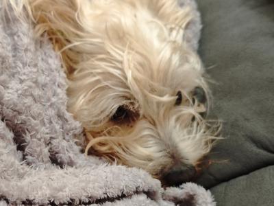 Extremely horny West Highland Terrier puppy, looking for love.