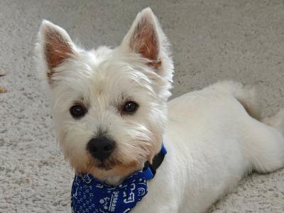 Extremely horny West Highland Terrier puppy, looking for love.