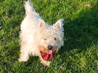 Extremely horny West Highland Terrier puppy, looking for love.