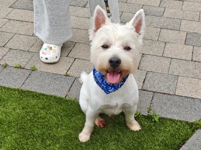 Extremely horny West Highland Terrier puppy, looking for love.