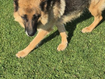 2 IKC Registered (pending) German Shepherd female puppies for sale in Offaly