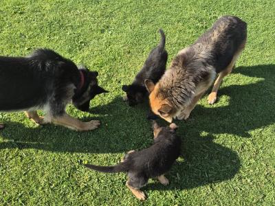2 IKC Registered (pending) German Shepherd female puppies for sale in Offaly