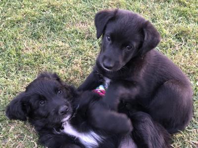 Retriever/Black Labrador X  Puppies 2 Female and 2 Male