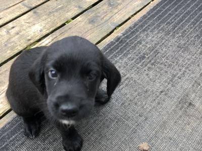 Retriever/Black Labrador X  Puppies 2 Female and 2 Male