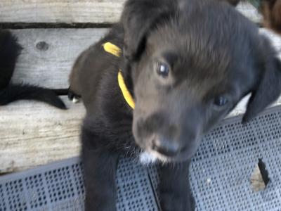 Retriever/Black Labrador X  Puppies 2 Female and 2 Male