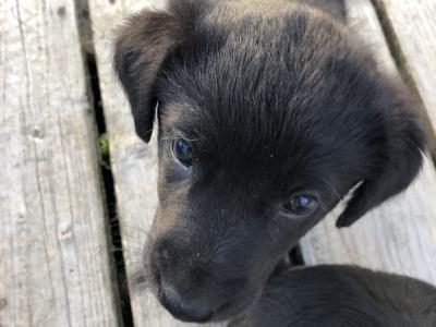 Retriever/Black Labrador X  Puppies 2 Female and 2 Male