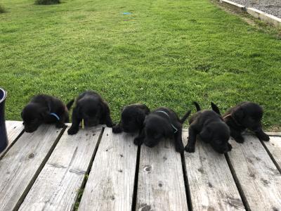 Retriever/Black Labrador X  Puppies 2 Female and 2 Male