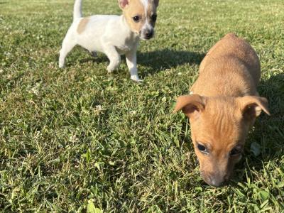 🐶🖤 Jack Russell Puppies 🐶🖤