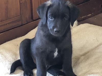 Retriever/Black Labrador X  Puppies 2 Female and 2 Male