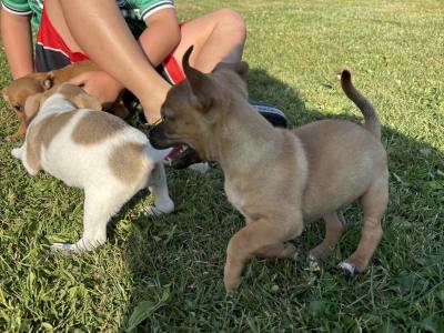 🐶🖤 Jack Russell Puppies 🐶🖤