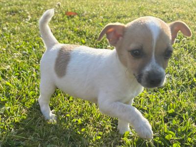 🐶🖤 Jack Russell Puppies 🐶🖤 in Carlow *only brown male available *