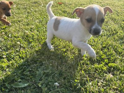 🐶🖤 Jack Russell Puppies 🐶🖤