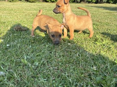 🐶🖤 Jack Russell Puppies 🐶🖤