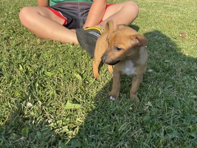 🐶🖤 Jack Russell Puppies 🐶🖤