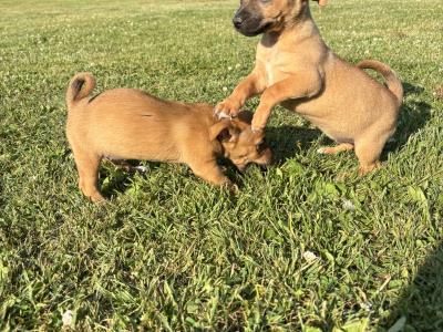 🐶🖤 Jack Russell Puppies 🐶🖤
