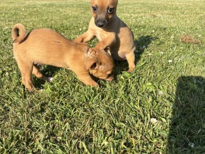 🐶🖤 Jack Russell Puppies 🐶🖤