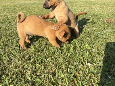 🐶🖤 Jack Russell Puppies 🐶🖤