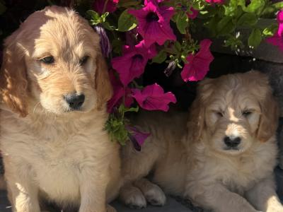 Stunning Goldendoodle Pups