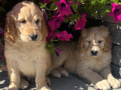 Stunning Goldendoodle puppies in Tipperary