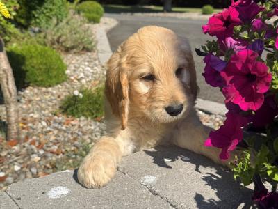 Stunning Goldendoodle Pups