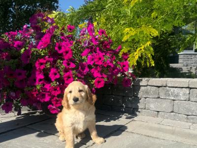 Stunning Goldendoodle Pups