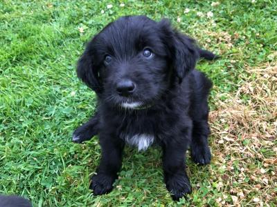 Retriever x black Labrador puppies, 2 female and 2 male in Wexford