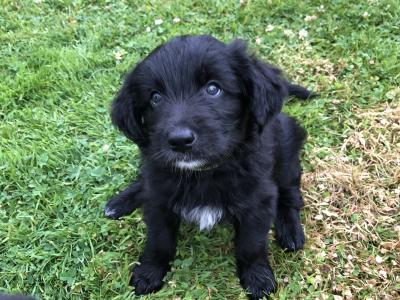 Retriever/Black Labrador X  Puppies 2 Female and 2 Male