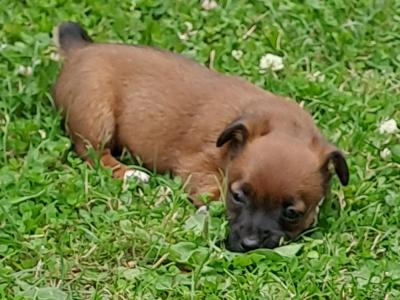 Rare Coloured Jack Russell puppies in Cork