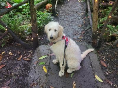 Goldendoodle female