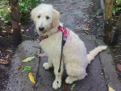 Female Goldendoodle puppy 7 months old in Westmeath