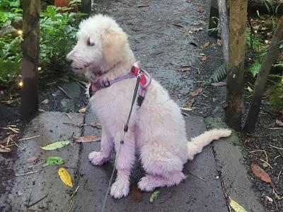 Female Goldendoodle puppy 7 months old in Westmeath