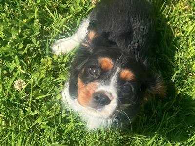 Beautiful Tri Colour Cavalier King Charles female for sale