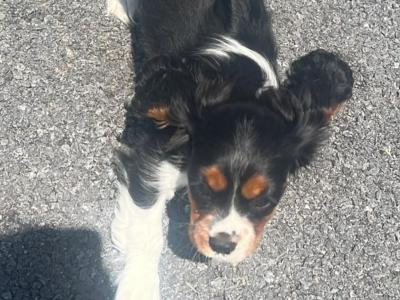 Beautiful Tri Colour Cavalier King Charles female for sale
