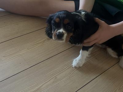Beautiful Tri Colour Cavalier King Charles female for sale