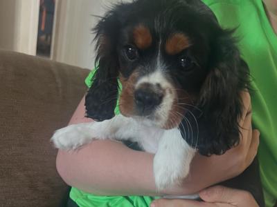 Beautiful Tri Colour Cavalier King Charles female for sale
