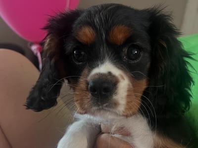 Beautiful Tri Colour Cavalier King Charles female for sale
