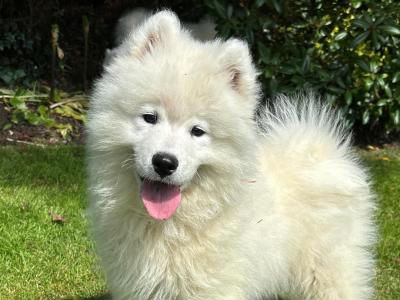 Samoyed Pups for Sale