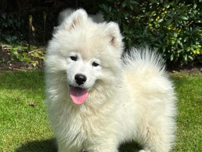 Samoyed puppies for sale in Monaghan