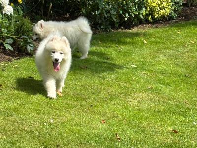 Samoyed Pups for Sale