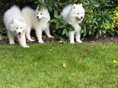 Samoyed Pups for Sale